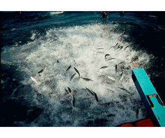 Cultivtion-of-Yellowtail-s.gif